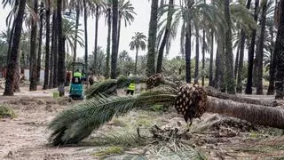 Siete palmeras menos en l'Hort del Gat de Elche para recuperar el origen agrícola