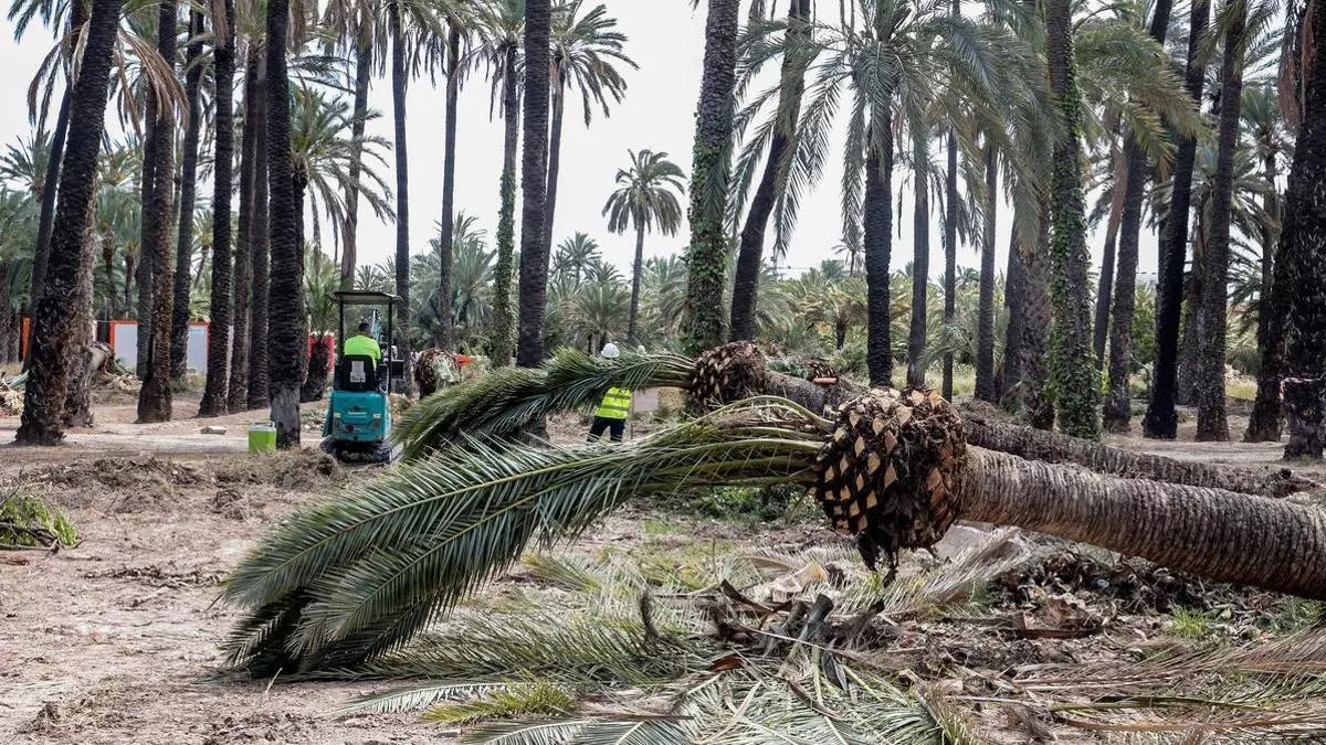 Siete palmeras menos en el Hort del Gat de Elche para recuperar el origen agrícola