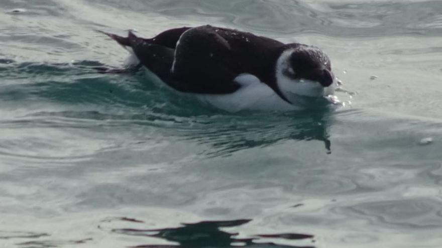 Uno de los falsos pingüinos de la Gola del Perelló muere y otro desaparece