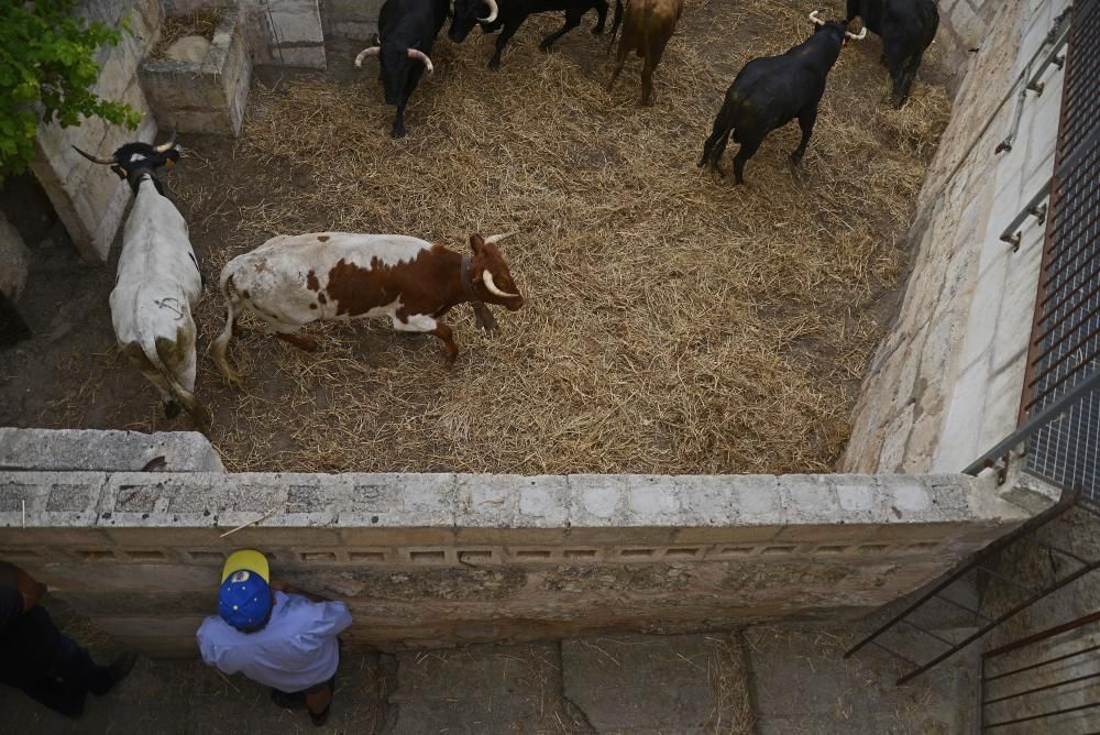 Das sind die Stiere für den Stierkampf in Muro