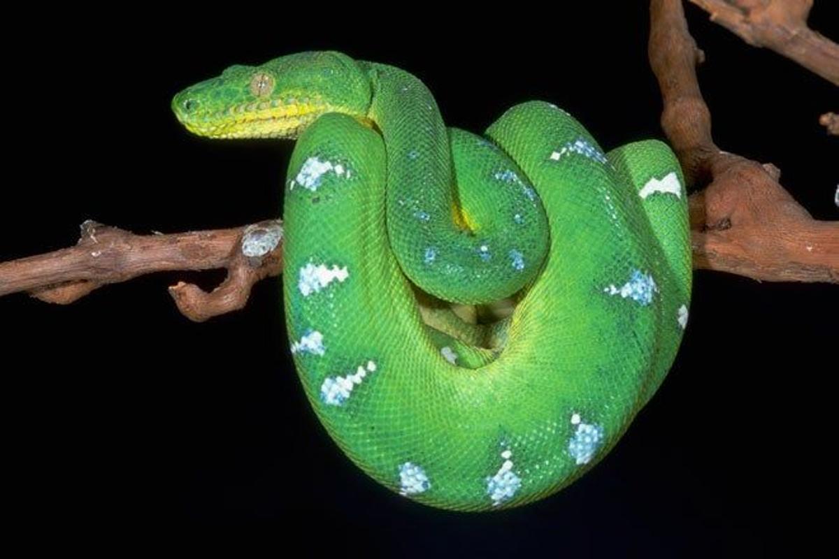 Boa esmeralda de árbol, típica del Amazonas.