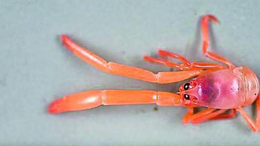 Descubren en aguas profundas de  Galicia una nueva especie de cangrejo