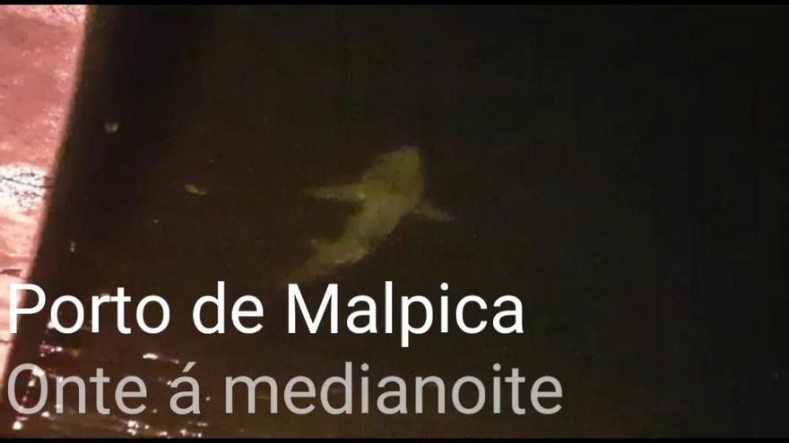 Tiburón en Malpica?