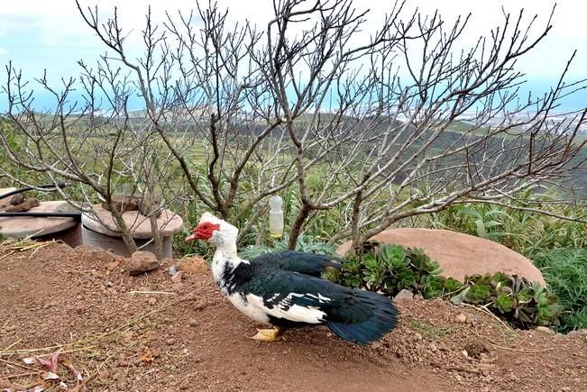 Pepe Guedes, agricultor orgánico