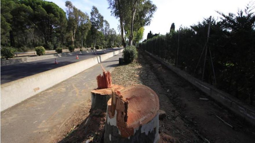 La tala per fer el carril bici de Palafrugell a Calella que les entitats ecologistes denuncien. Imatge publicada el 21 d'octubre del 2021. (Horitzontal) La tala per fer el carril bici de Palafrugell a Calella que les entitats ecologistes denuncien. Imatge publicada el 21 d'octubre del 2021. (Horitzontal)