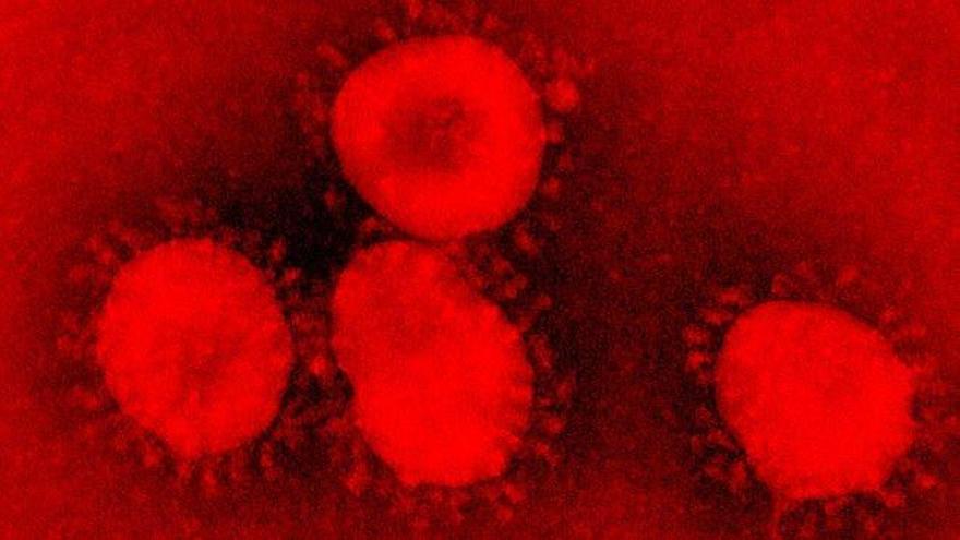 El coronavirus está relacionado con los murciélagos, pero podría haber otro animal involucrado