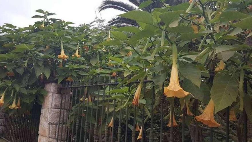 Las plantas con las que se elabora la burundanga en la finca de Olivares.