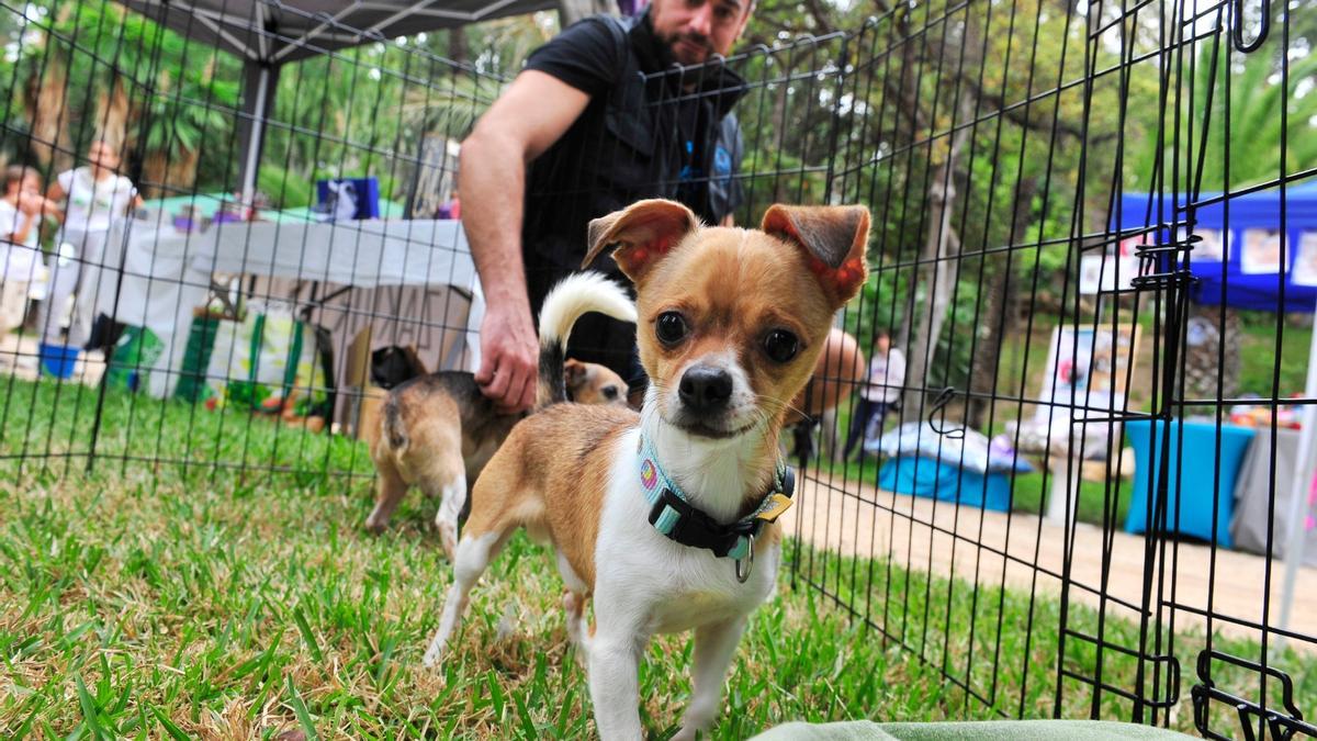 Uno de los perros en proceso de adopción que están en la feria de l&#039;Hort de Baix