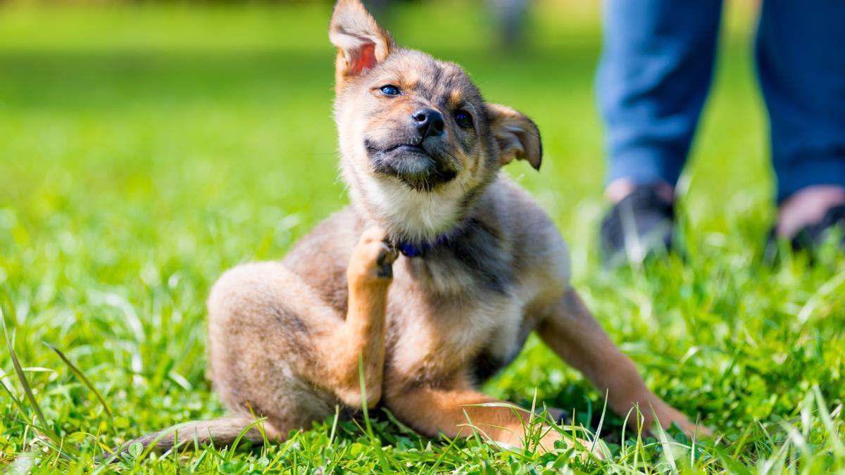 Un perro se rasca.