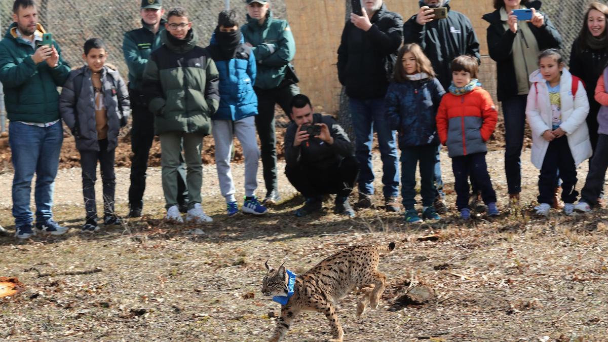 Liberación de un lince en Palencia.