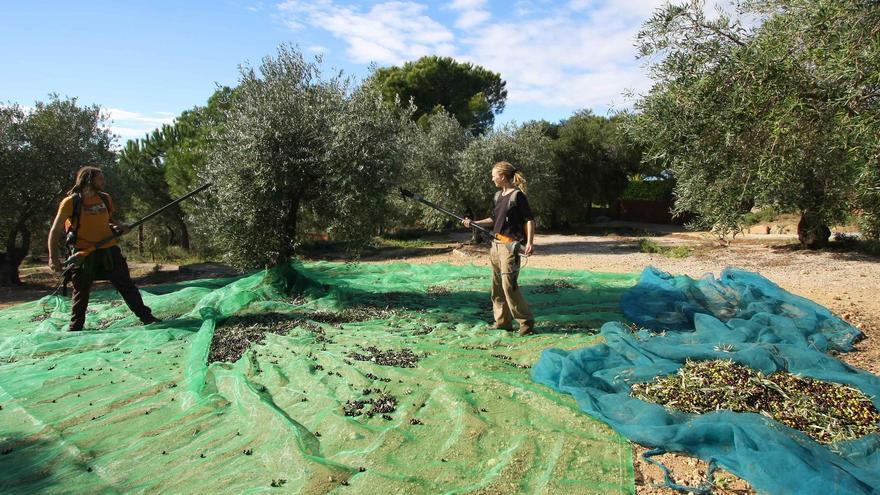 Les comarques gironines perden més de la meitat de la collita d&#039;oliva per fer oli