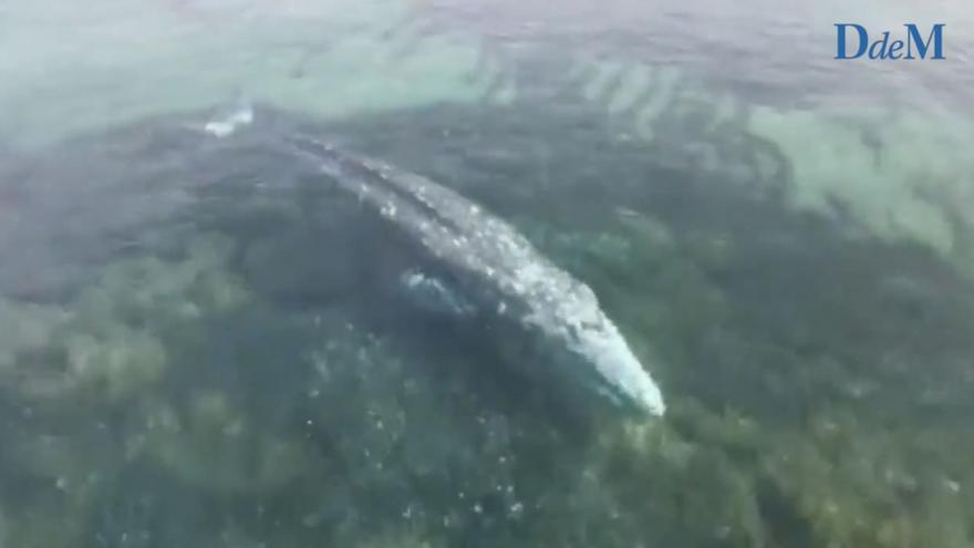 Avistan una gran ballena gris nadando en la bahía de Santa Ponça