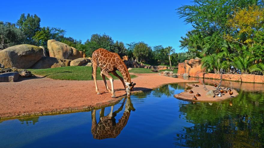 Esta primavera viaja a África recorriendo Bioparc Valencia