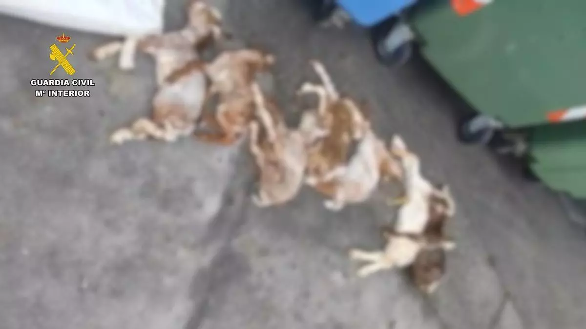 Investigado por tirar siete cabritos recién nacidos a un contenedor en un pueblo de Cáceres, uno de ellos vivo