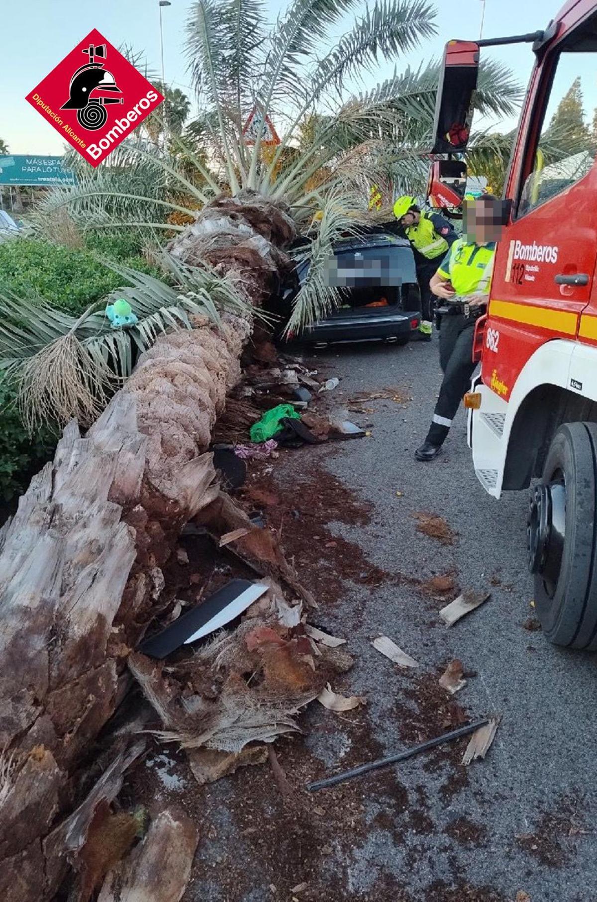 Ejemplar de la palmera que se ha desplomado sobre el coche