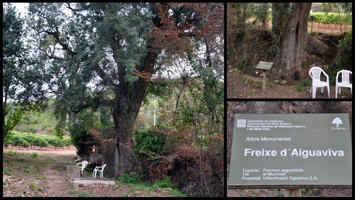 fresno freixe fraxinus aiguaviva