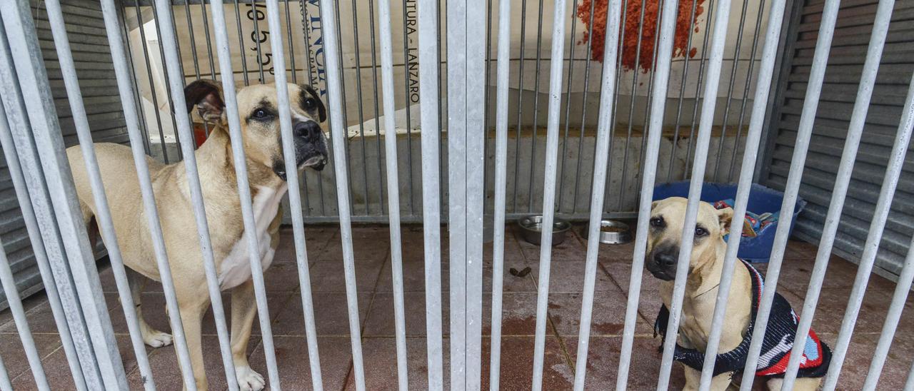 Dos perros en las jaulas del Albergue de Animales de Bañaderos