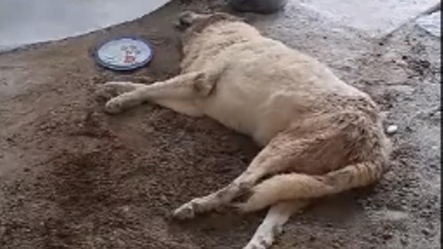 La Policía Local de Sant Josep rescata a un perro maltratado y en estado agónico