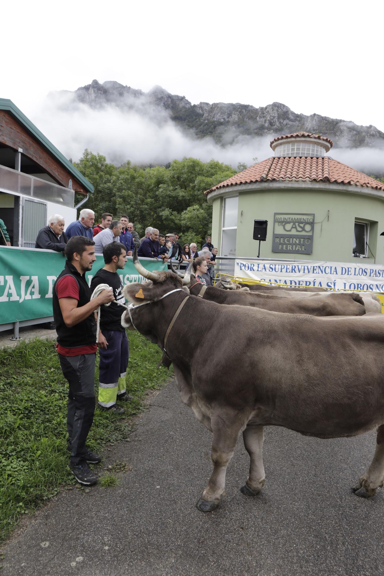 El concurso de ganado de Caso celebra su 128.ª edición