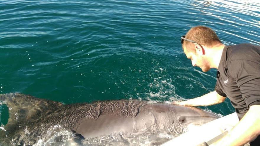 Rescatan a un delfín en la bahía de Palma