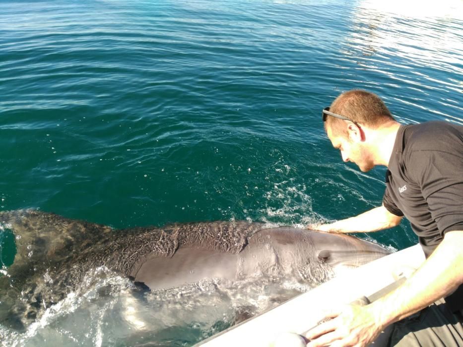 Delfin in der Bucht von Palma aus Fischernetz gerettet