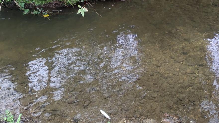 Los ecologistas denuncian decenas de peces muertos en el río Aboño