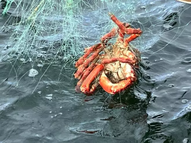 Así se pesca el Centollo de O Grove