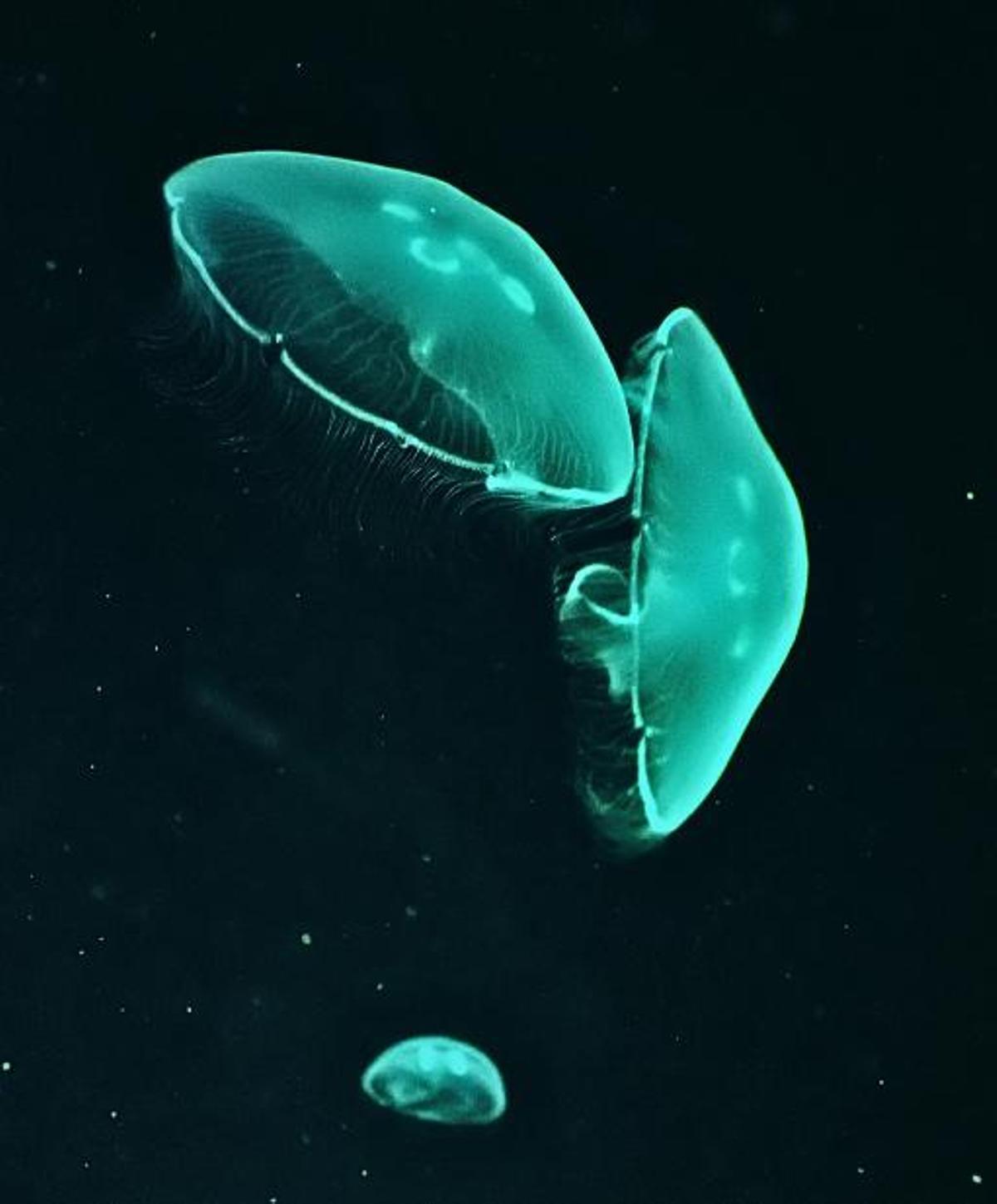 Grupo de medusas adultas de la especie 'Aurelia aurita'.
