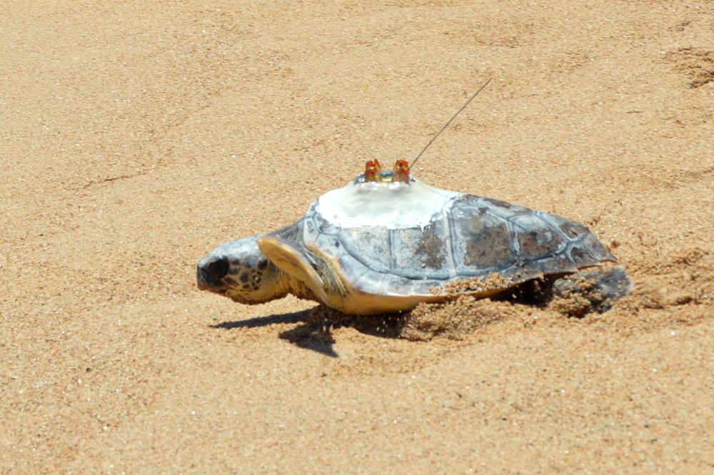 Alliberen a Blanes una tortuga marina