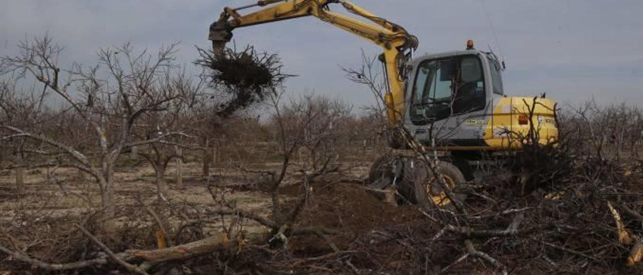 Arranca más de 500 caquis  en Albalat al negarse a que el  comercio imponga el precio