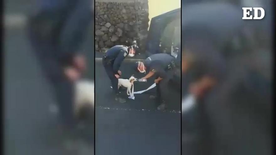 Localizan a un perro perdido desde el inicio de la erupción del volcán en La Palma