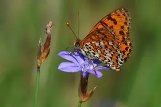 Hallazgo en la Barcelona metropolitana: las mariposas alcanzan una cifra récord y crecen en los ríos Besòs y Llobregat
