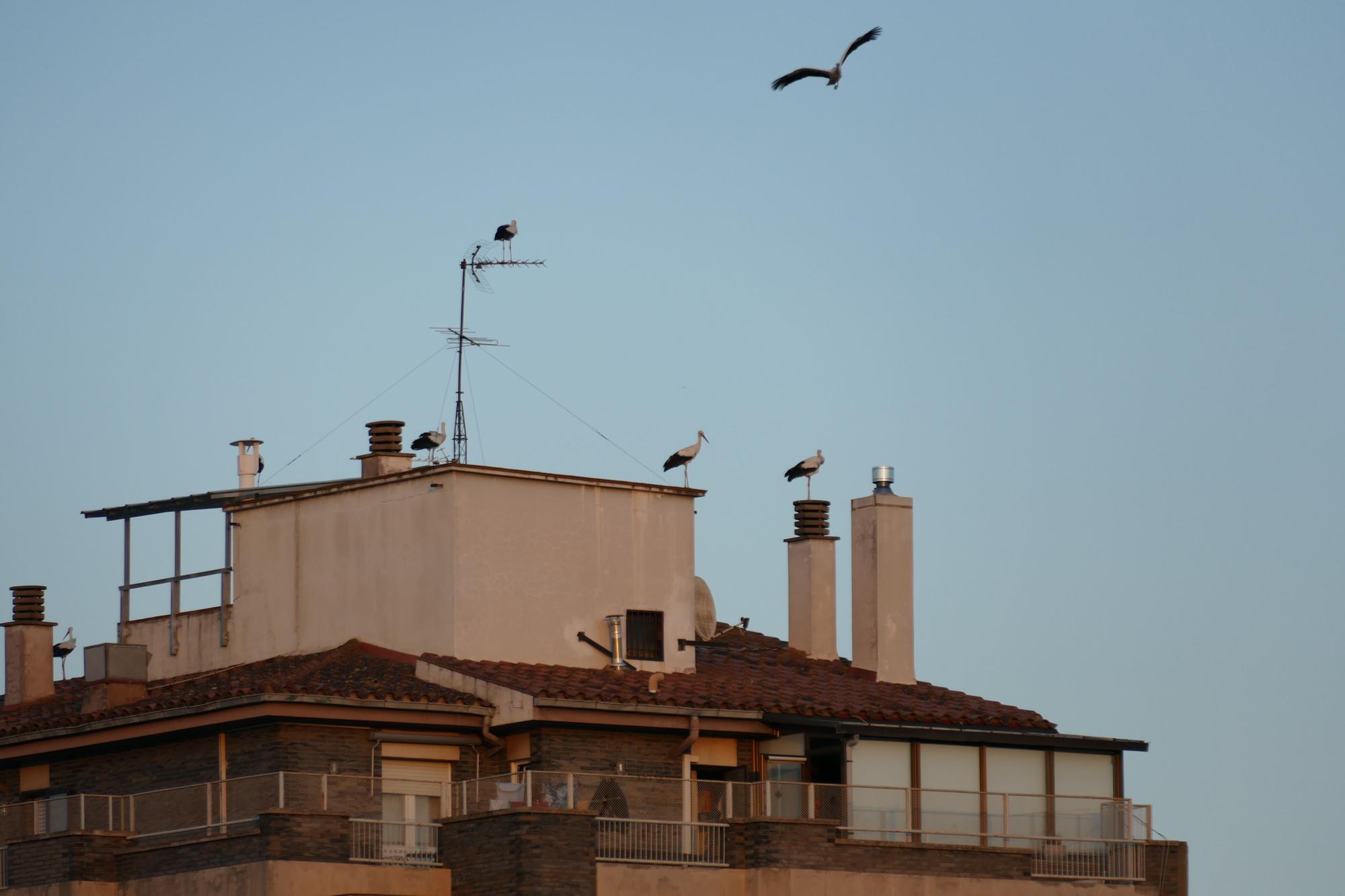 Dsenes de cigonyes fan parada a Figueres