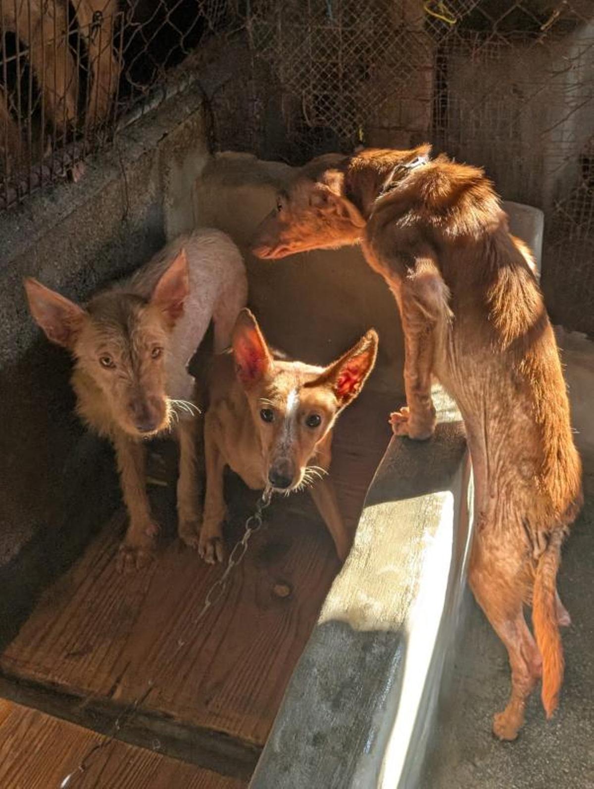 Retiran 22 perros de caza a un vecino de Meira que los tenía enjaulados y escuálidos Retiran 22 perros de caza a un vecino de Meira que los tenía enjaulados y escuálidos