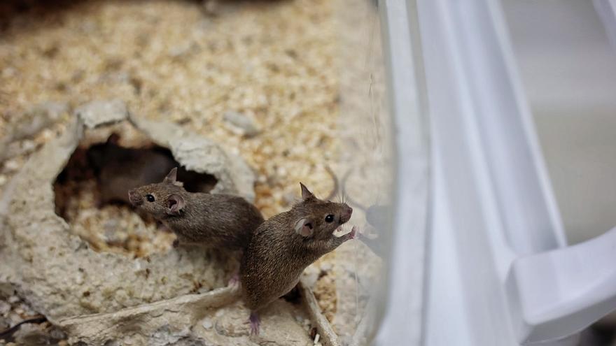 Iberia anula su compromiso para transportar ratones de laboratorio a Canarias