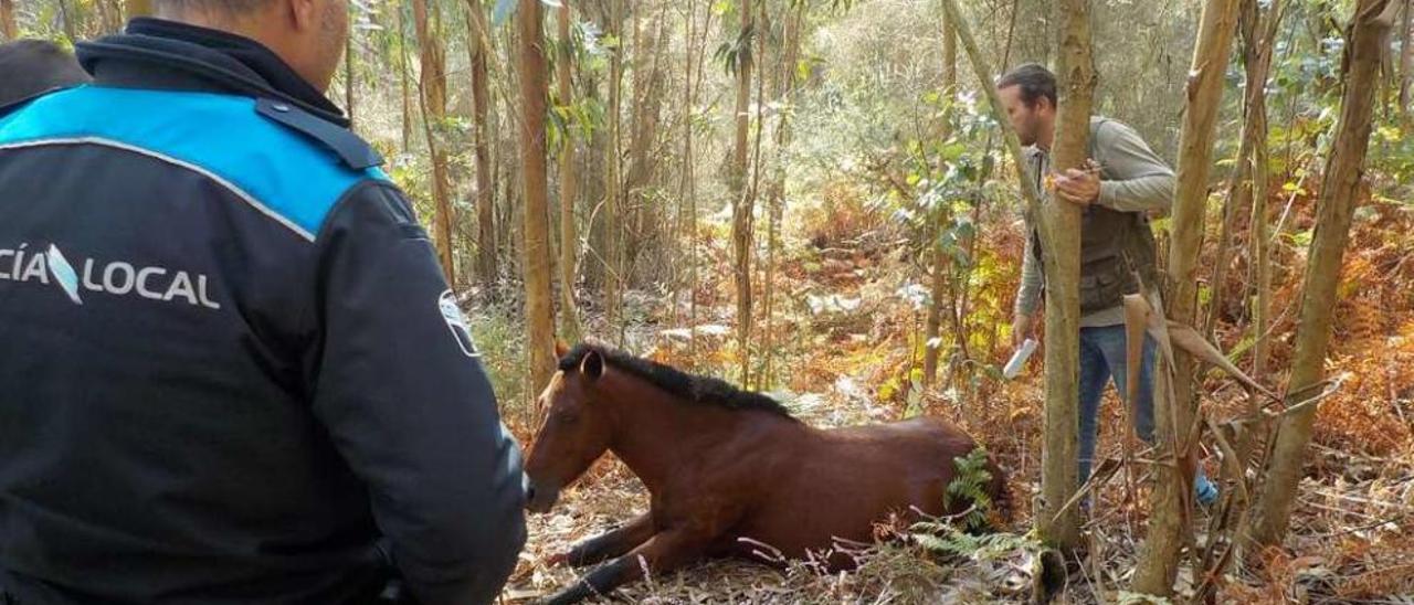 El veterinario del zoo de Vigo, con el dardo tranquilizante, junto al animal en los montes de Darbo. // FdV