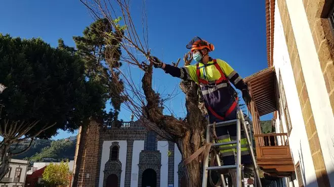 Teror ha iniciado la poda estacional de árboles en los espacios públicos
