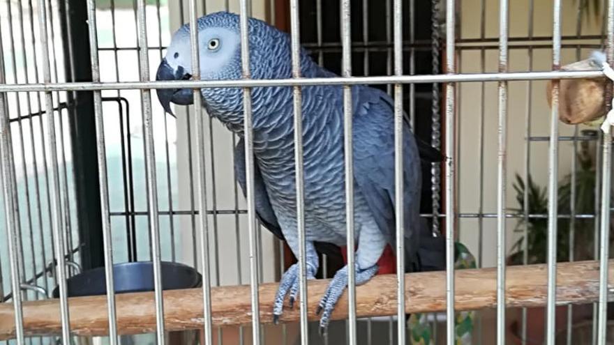 El loro que encontraron en el establecimiento de comida rápida en Calp.