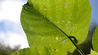 ¡Alerta! El dolor que provoca tocar esta planta es como el de una quemadura con ácido