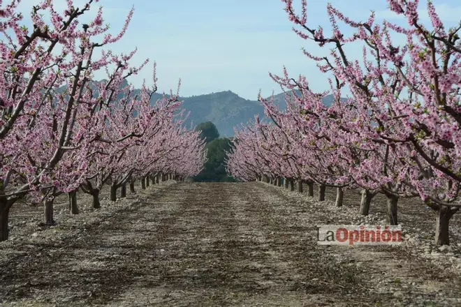 Comienza la Floración de Cieza