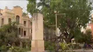 Alzira analizará la salud de sus grandes árboles tras desgajar el temporal una rama principal de la tipuana centenaria