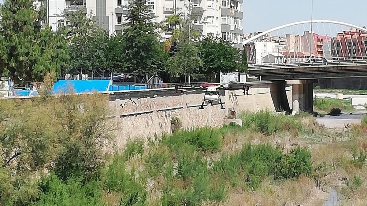 Un dron fumigando el cauce del río Guadalentín entre el Puente Nuevo y el de Hierro.