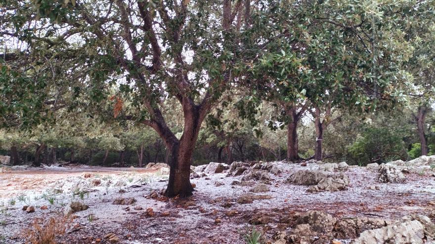 im-video-so-hat-es-am-donnerstag-in-der-tramuntana-gehagelt