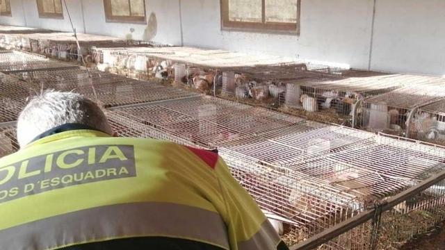 Conejos localizados en una granja ilegal de la Sénia