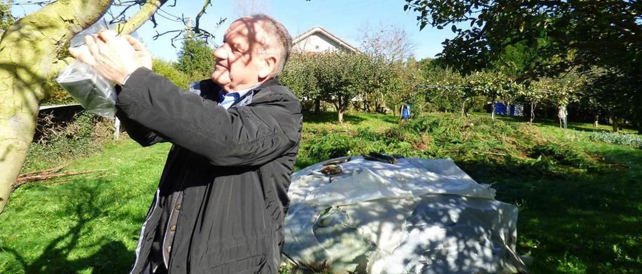 Juan Camino, colocando el transistor en la rama de un árbol de su finca de La Carrera, junto a un montón de estiércol, tapado con plásticos, donde acudían a comer los jabalíes.