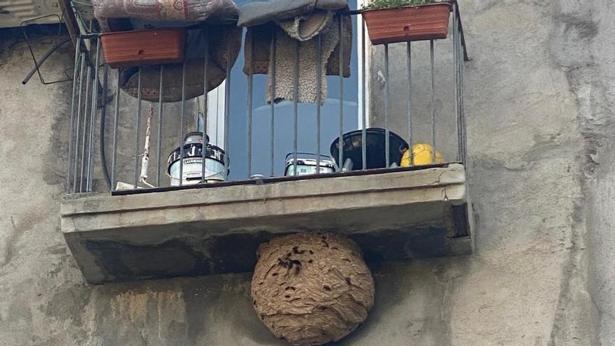 El vesper situat just sota el balcó en un edifici habitat