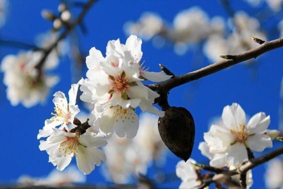 Mandelblüte auf Mallorca