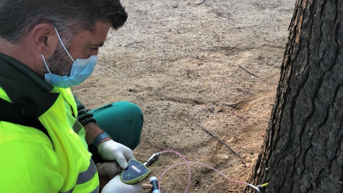 Un operario del Servicio de Espacios Públicos del Ayuntamiento de Mataró aplicando endoterapia en el tronco de un árbol.