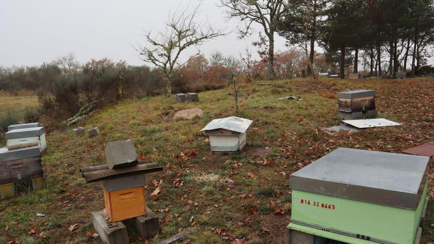 Una ‘tormenta perfecta’ poneen jaque a 300 explotaciones apícolas profesionales de Galicia