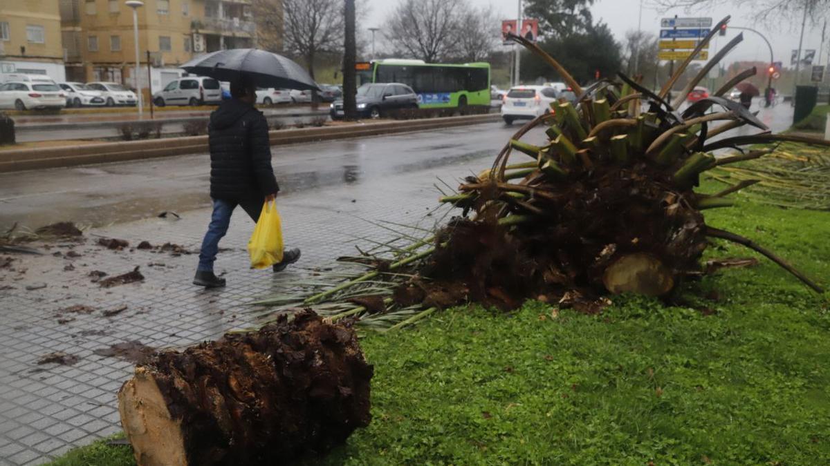 Las imágenes del paso del último temporal de lluvia y viento por Córdoba